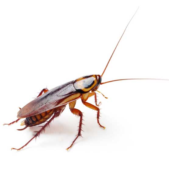Cockroach Control Inner West
