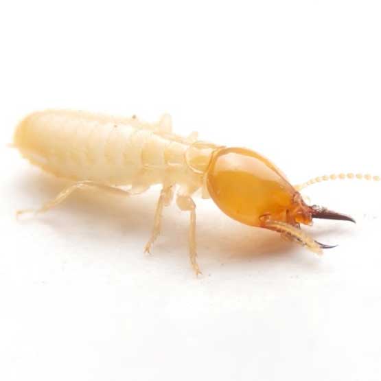 Termite Control Inner West